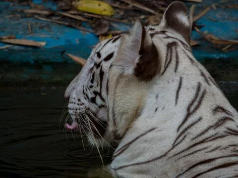 White bengal tiger cools off 写真素材