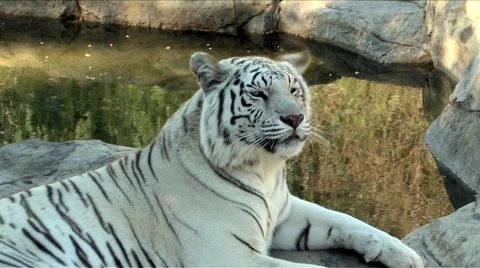 White Bengal Tiger Stock Footage 892105