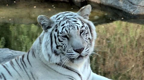 White Bengal Tiger Vídeo Stock 892427