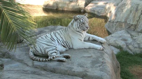 White Bengal Tiger Stock Footage 943347