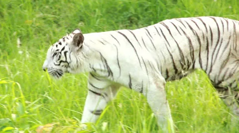 White Bengal Tiger Video stock 23781487