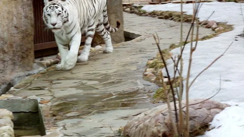 White Bengal Tiger Video stock 98494739