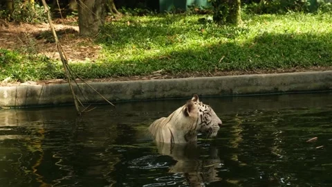 White Bengal Tiger Stock Footage 224580911