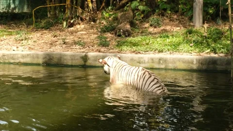 White Bengal Tiger Video stock 224937063