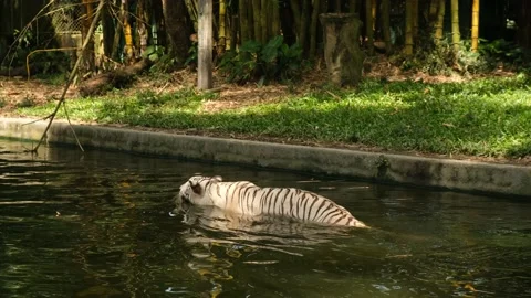 White Bengal Tiger Stock Footage 224937092
