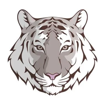White Bengal Tiger Stock Illustration