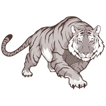 White Bengal Tiger Stock Illustration