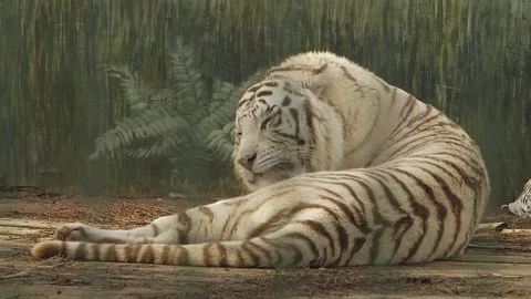 White bengal tiger licks itself tongue (panthera tigris bengalensis) Stock Footage 102548709
