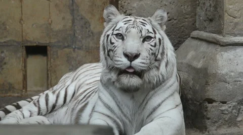 White bengal tiger is looking at camera Stock Footage 64934337