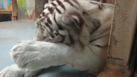 White bengal tiger lying close behind glass, licking, cleaning its paws and rest Stock Footage 138709067