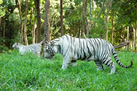 White bengal tiger Foto stock