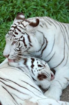 White bengal tiger 写真素材
