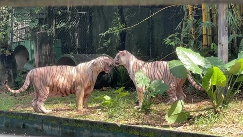 White Bengal Tiger Roaring At Another Tiger Confrontation In Zoo Negara Malaysia Stock Footage 315047498