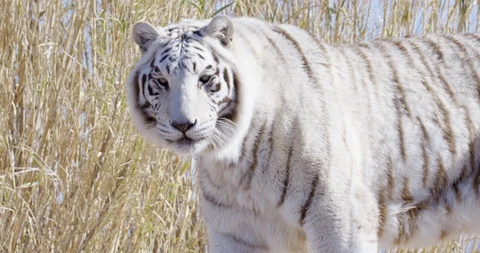 White Bengal tiger roars towards camera while outside Stock Footage