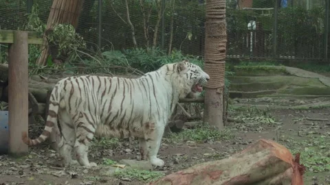 White Bengal tiger standing and roaring in Chongqing Zoo enclosure Stock Footage 331672790