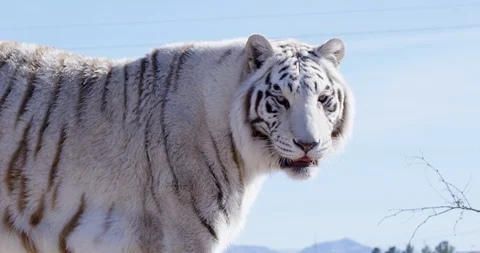 White Bengal tiger walks slowing while eyeing out camera - slow motion Stock Footage