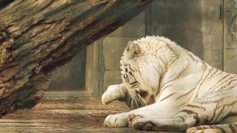 White bengal tiger washes his face (panthera tigris bengalensis) Stock Footage 103300059