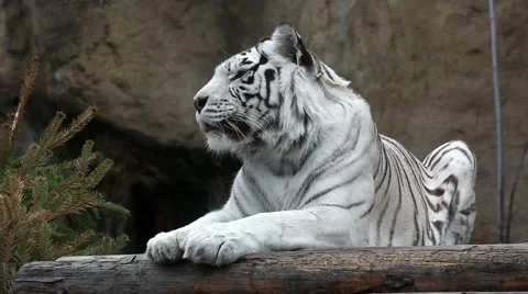 White Bengalese tiger close up Stock Footage 50949854