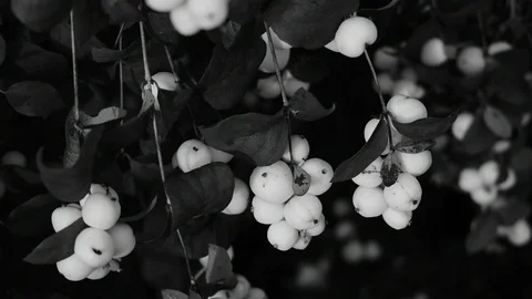 White berries black background Stock Footage 115104751