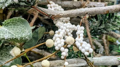 White berries Foto stock