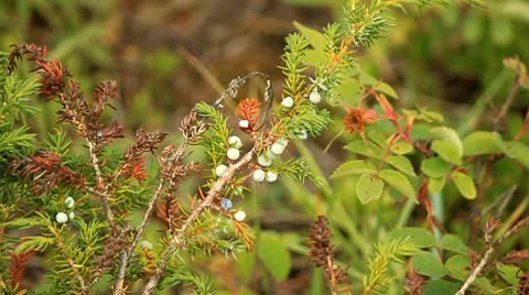 White berries on tree. Stock Footage 10754722