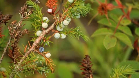 White berries on tree. Stock Footage 10754778