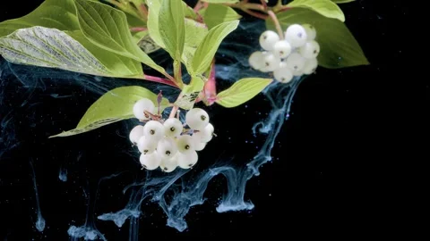 White berry clusters with swirling blue translucent fluid against black backgrou Stock Footage 339853639
