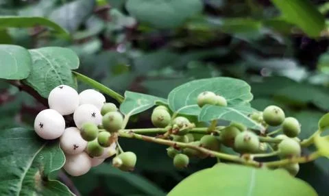 WHITE BERRY Stock Photos