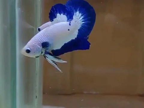 White betta fish in the aquarium Stock Footage 132777464