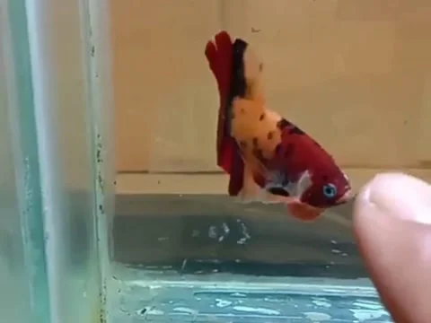 White betta fish in the aquarium Stock Footage 132777916
