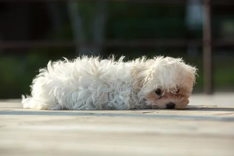 White bichon Foto stock