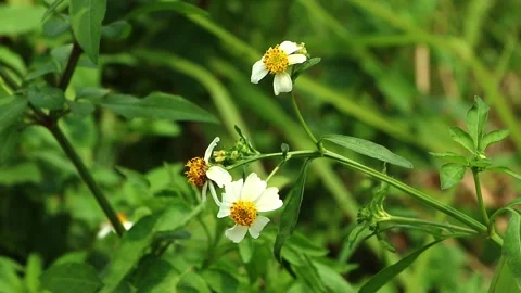White bidens alba Stock Footage 283243534