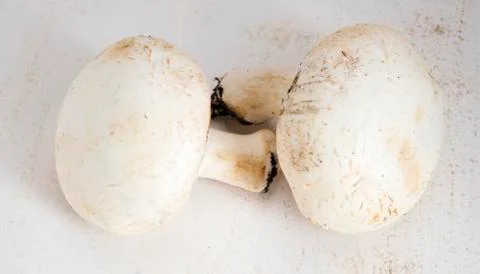 White big champignons Stock Photos