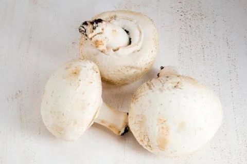 White big champignons Stock Photos
