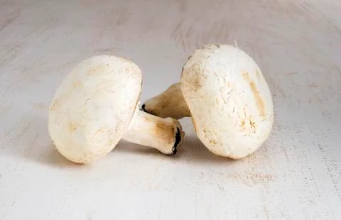 White big champignons Stock Photos