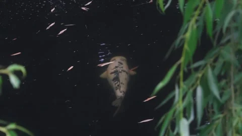 White big fish Stock Footage 245413747