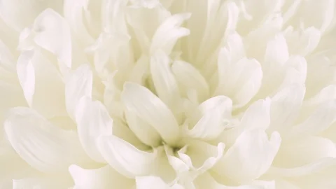 White big flower on isolated background Stock Footage 106277286