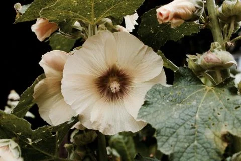 White big flower Stock Photos