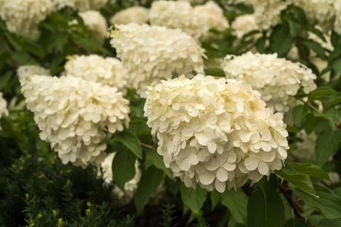 White big inflorescence of hydrangea large-leaved in the garden in natural .. Stock Photos