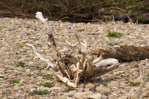 White, big, old, dry tree root on a stone beach. Stock Photos