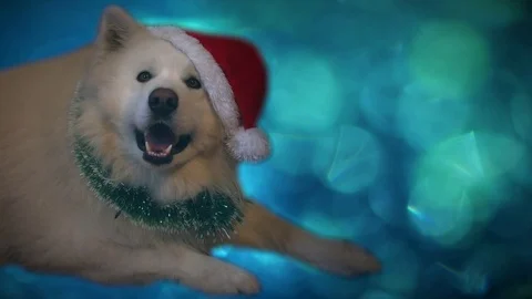 White big polar dog with Santa's hat Vídeos de archivo 83121253