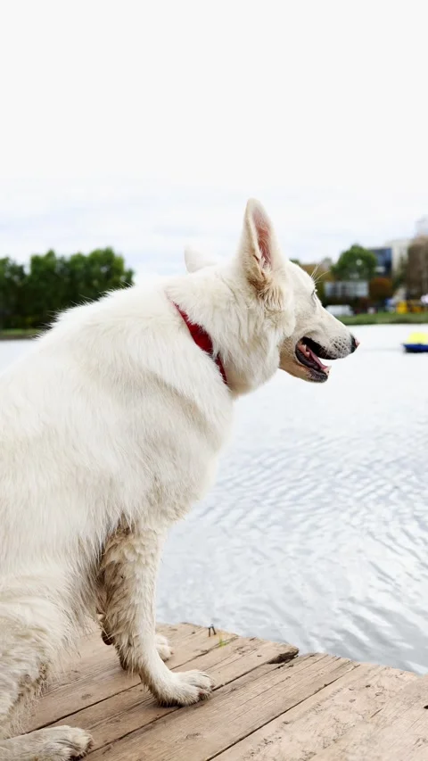 white big shepherd dog sitting on a Stock Video Pond5