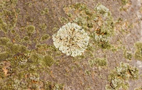 White big tree lichen Stock Photos