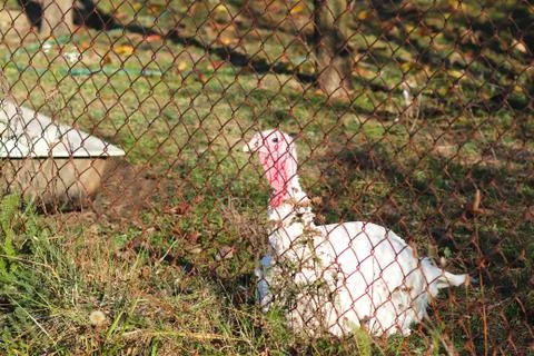 White big turkey in the rays of sunlight sits behind a metal mesh fence. Grow Stock Photos