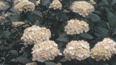 White Bigleaf Hydrangea Bush By House Wall New York 1960s Stock Footage 339801792