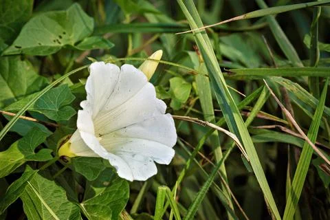 White Bindweed Flower in Grass Stock Photos