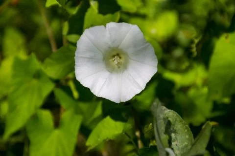 White bindweed flower Stock Photos