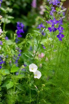 White Bindweed Flowers Stock Photos