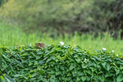 White bindweed flowers trailing over a green hedge with wooden post Stockfoto's