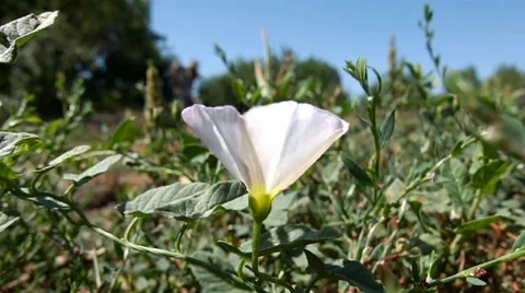 White bindweed Stock Footage 43226465